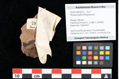 Foto (Objekt + Etikett) von Rhytisma pythii Ettingshausen (NHMW-GEO-2024-0188-0079)